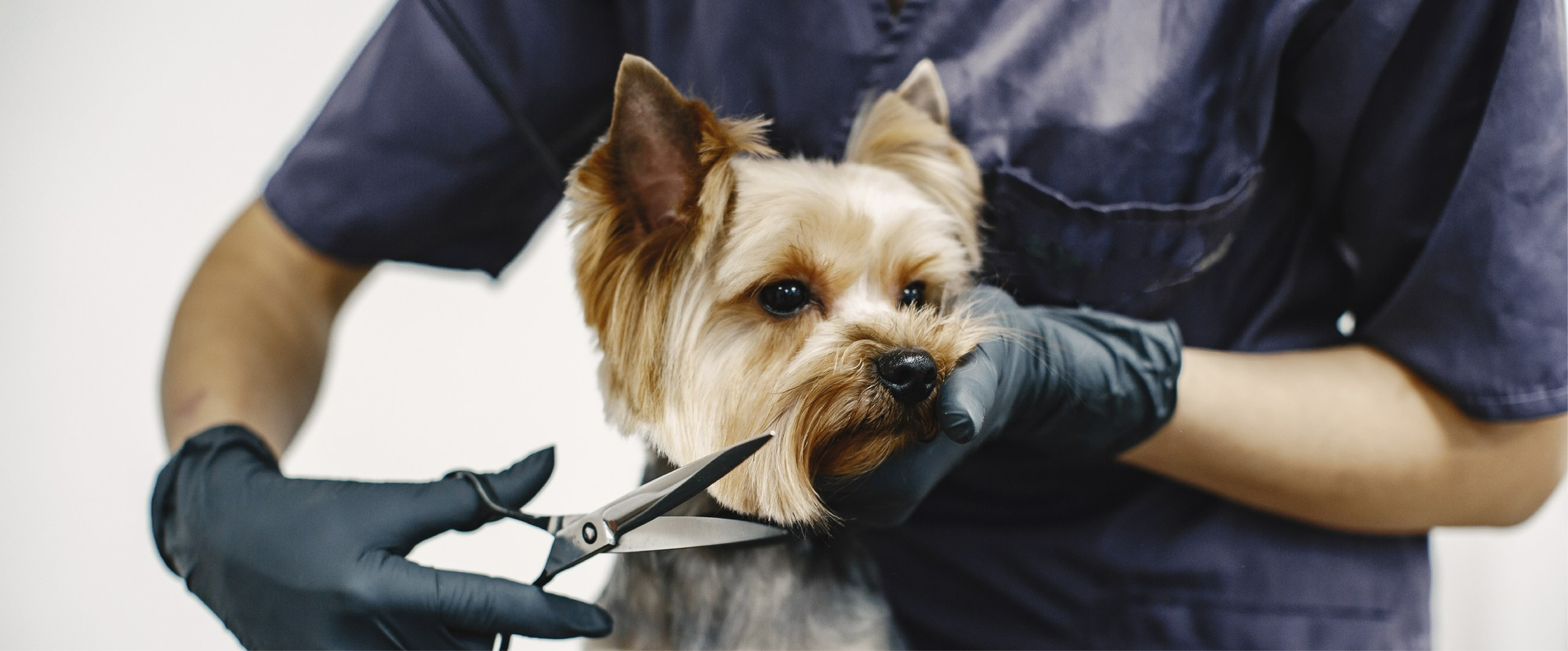 Programa Especializado en Grooming y Estética Canina